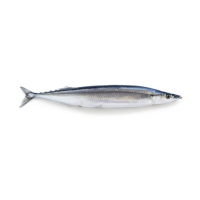 Saury