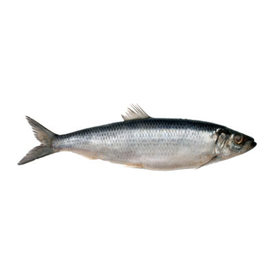 Síld